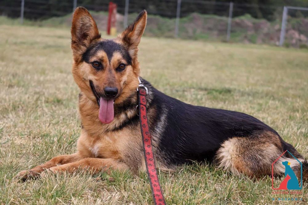 Młoda, urocza, delikatna, ma w serduszku dużo miłości - pokochaj