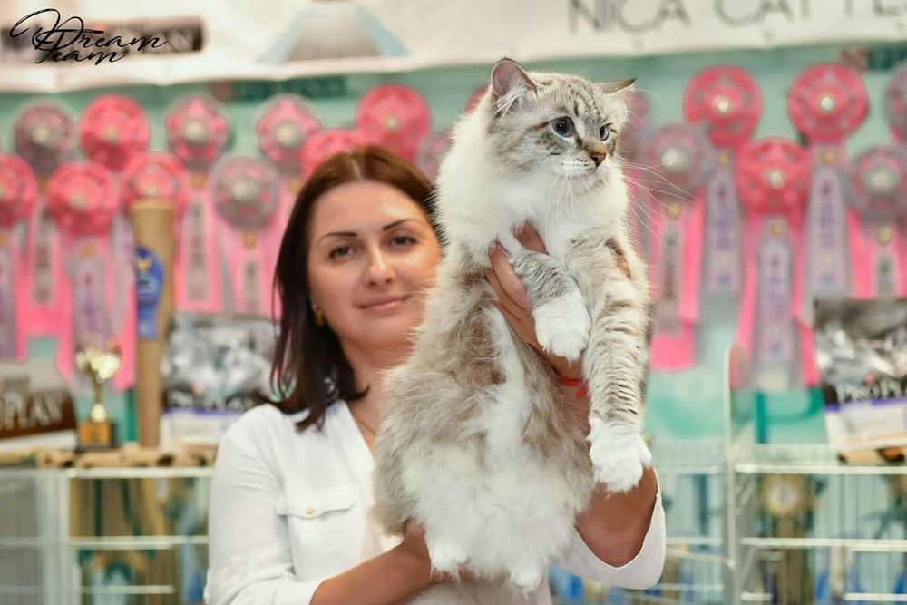 Невский маскарадный жених