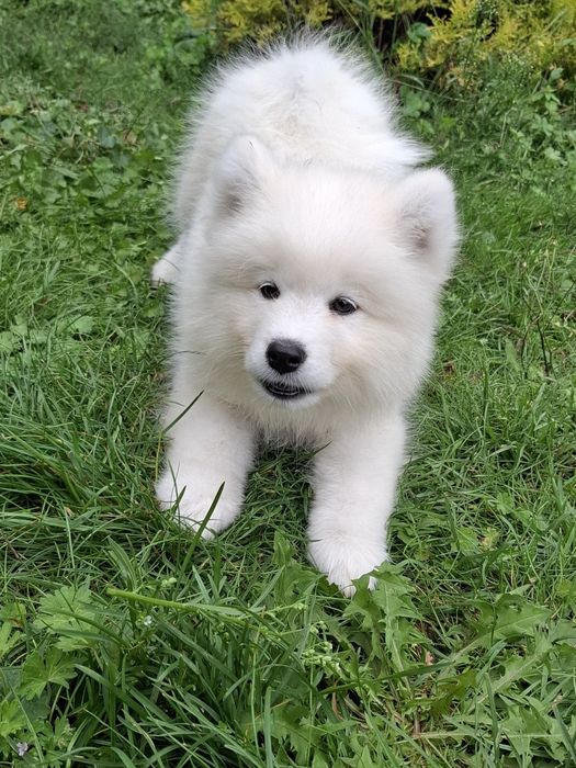 Samoyed suczka *już do odbioru*