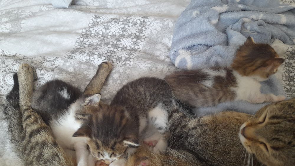 Małe kotki za darmo