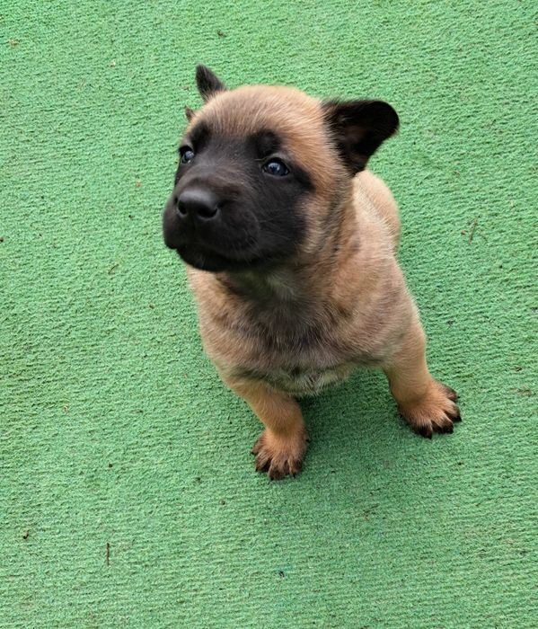 Owczarek belgijski Malinois - suczka gotowa do odbioru