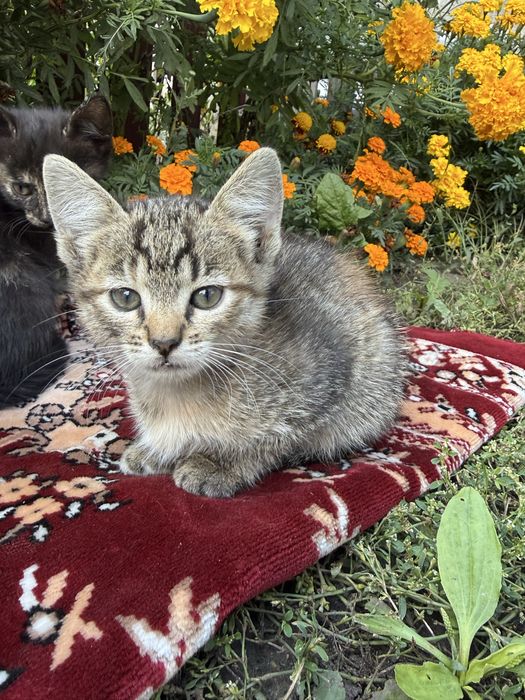 Віддам котенят у добрі руки