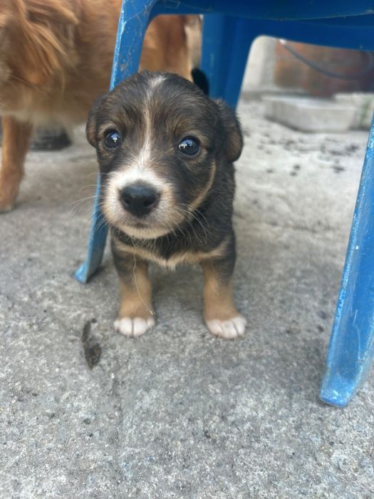 Bebés lindos para adoção responsável