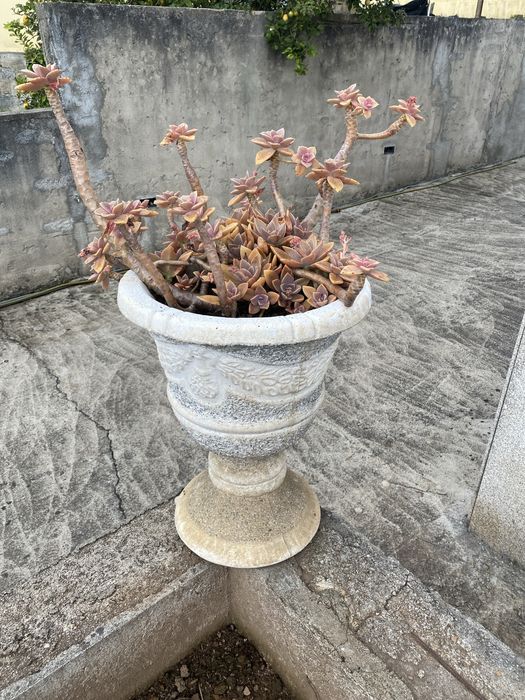 Vasos de pedra com plantas