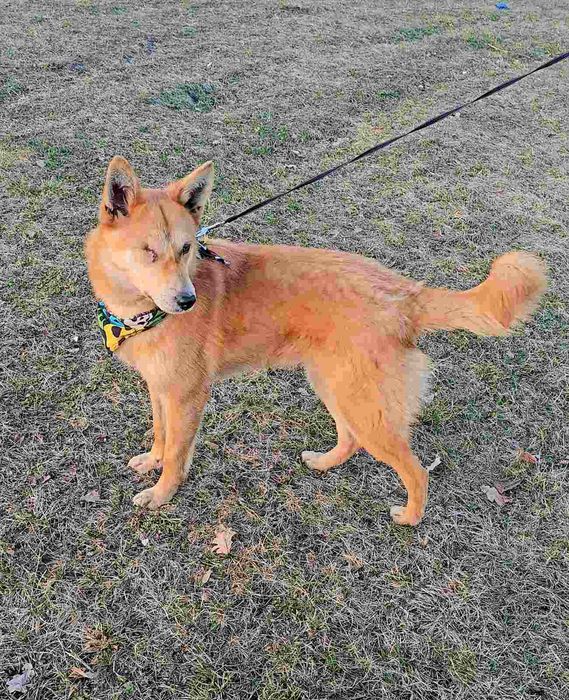 Песик в добрі ручки!