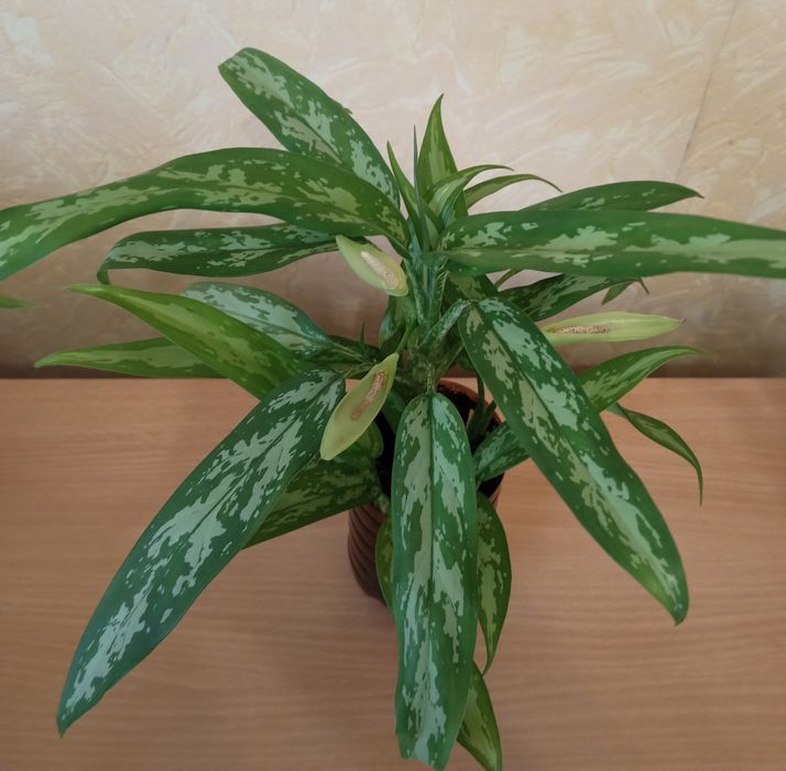 Цветок аглаонема