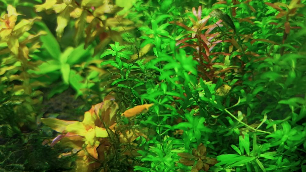 Lindos Camarões laranja Neocaridinas Orange