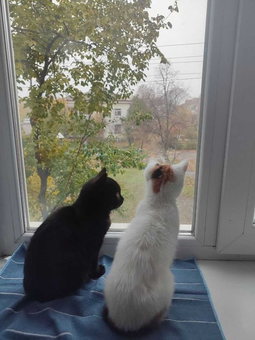 Кошеня, хлопчик.