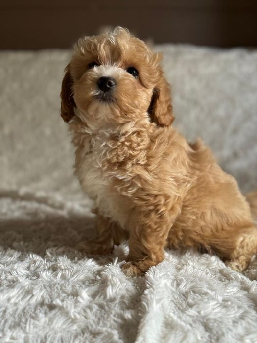 Maltipoo śliczny szczeniaczek