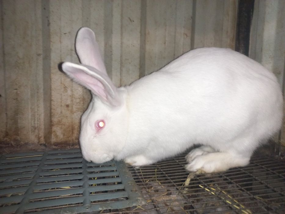 Кролик самець Термонська біла