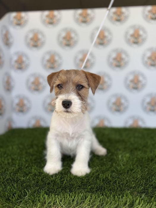 Macho Jack Russell Terrier  Cerdoso com Pedigree