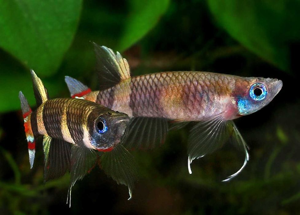 Szczupieńczyk karłowaty - Epiplatys annulatus - dowóz, wysyłka