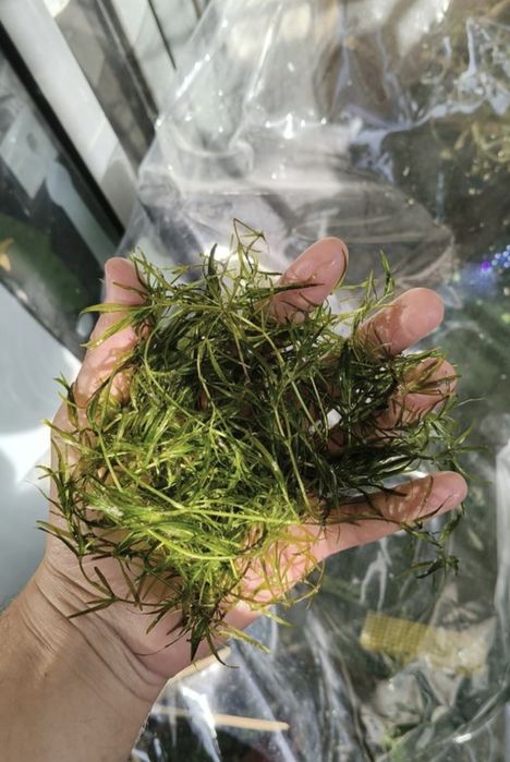 Guppy grass    .