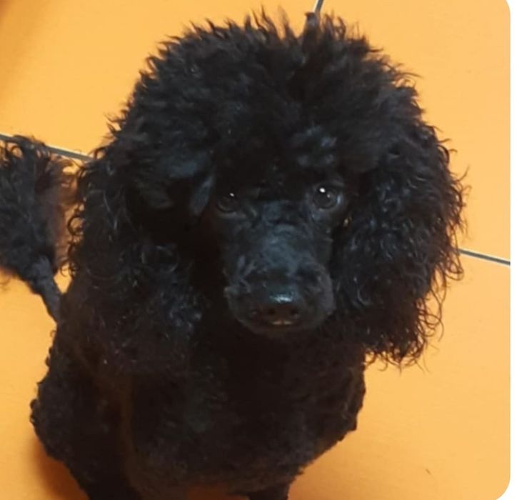 Suczka pudel do odbioru