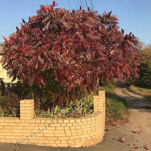 Сумах Оленерогий (Уксусне дерево)