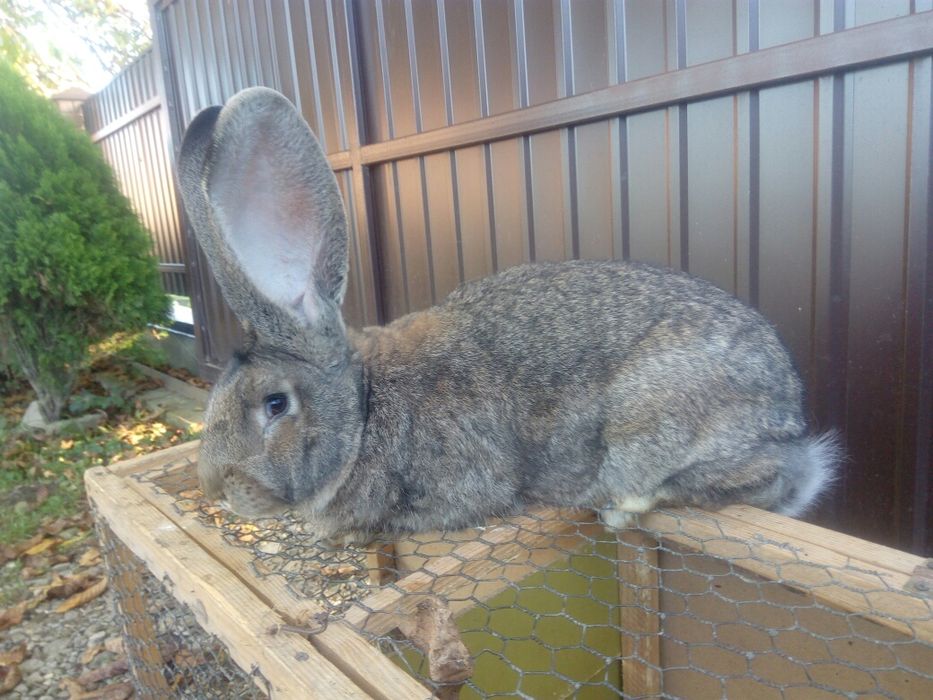 Самець бельгійський велетень,фландр