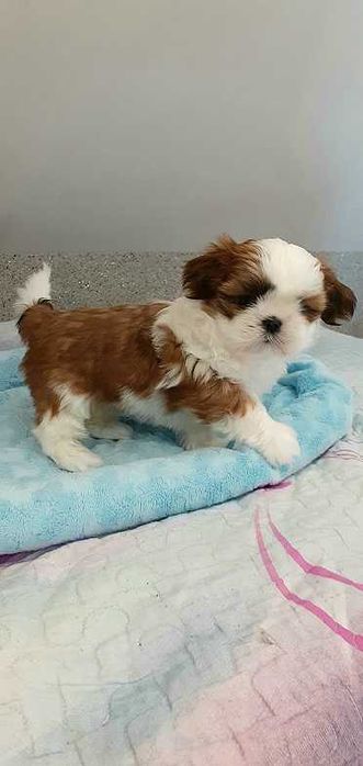 Przepiękna suczka shih tzu-gotowa do odbioru.