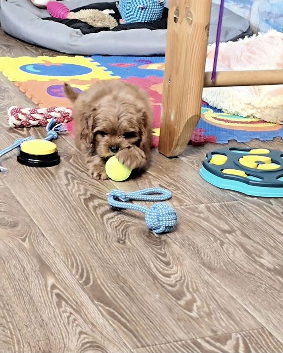 Кавапу ф1 дівчинка