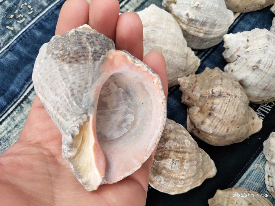 Ракушки,   рапаны