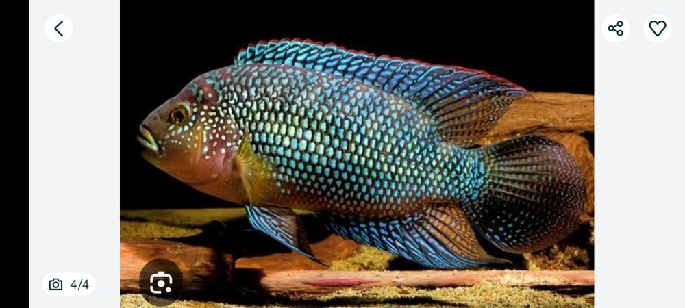 Peixe solteiro de 12/15 CMS água doce Jack Dampsy macho