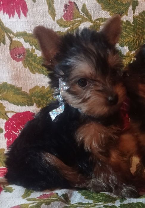 Чистокровные девочки йорка мини и мелкий стандарт