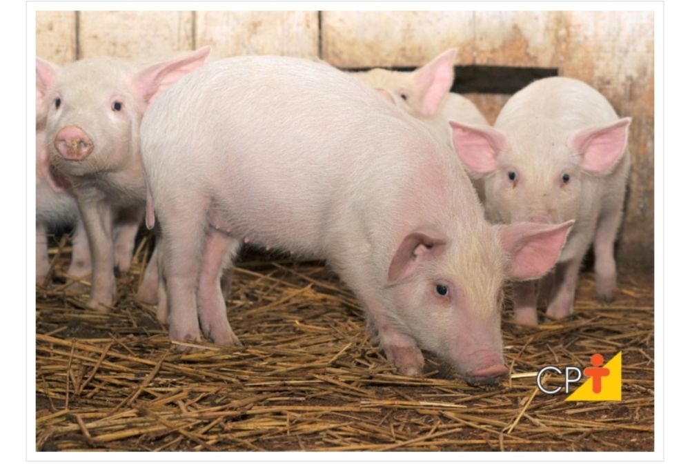 Leitões com 10 a 12kg