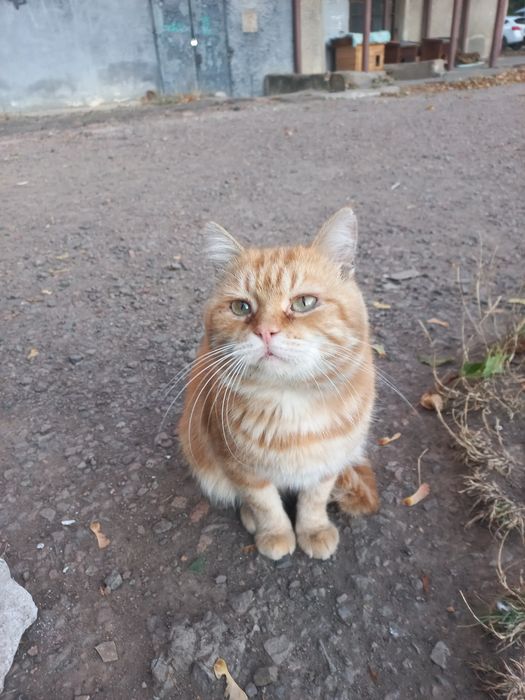 Котик Рижик шукає родину
