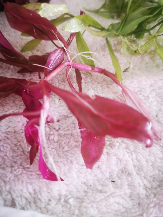 Plantas Aquário - 20 pés Podas de Aquário