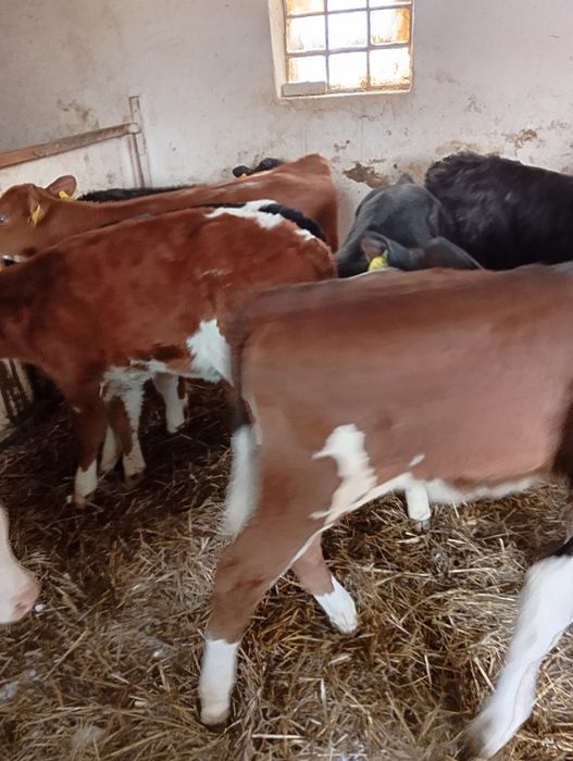 Sprzedam byczki i jalowki