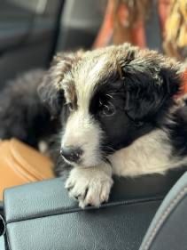 Sprzedam border Collie
