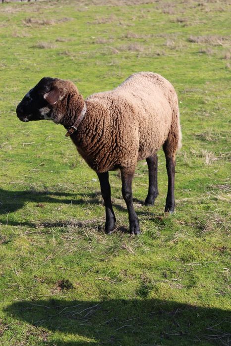 Ovelha sulfok com 1 ano