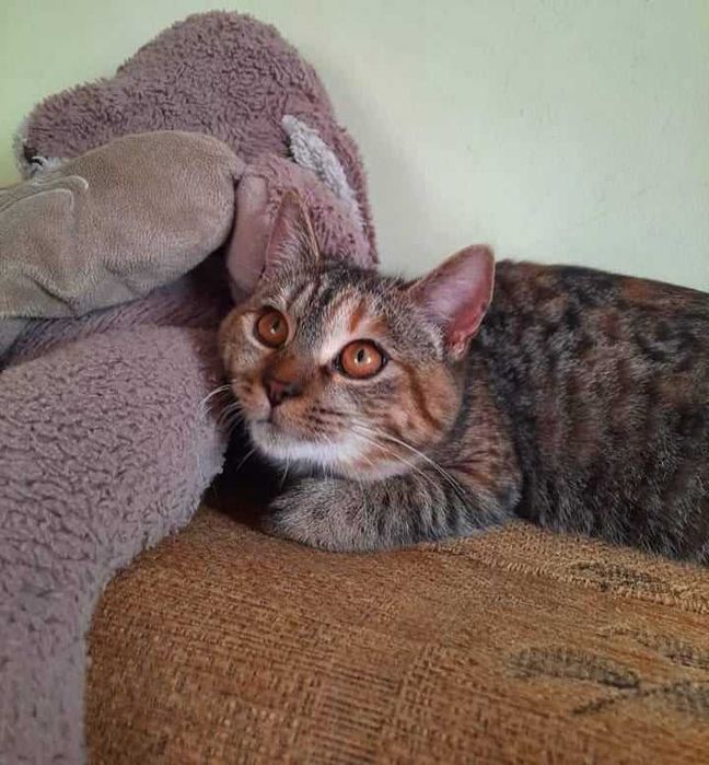 Szukamy domów tymczasowych dla kotków.