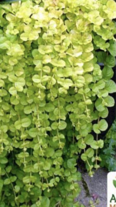 Грунтопокривні різних сортів