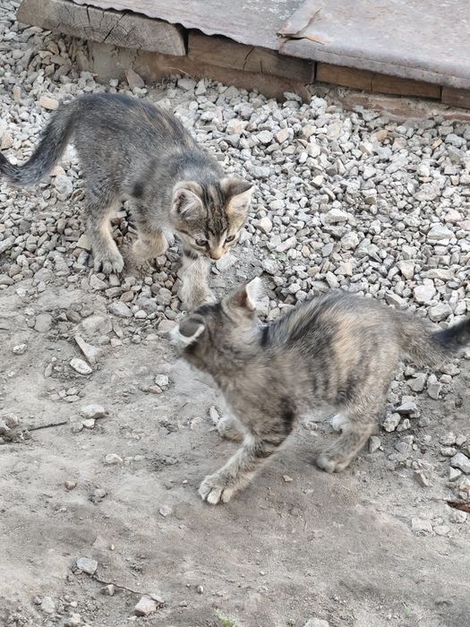 Віддам в хороші руки кошеня