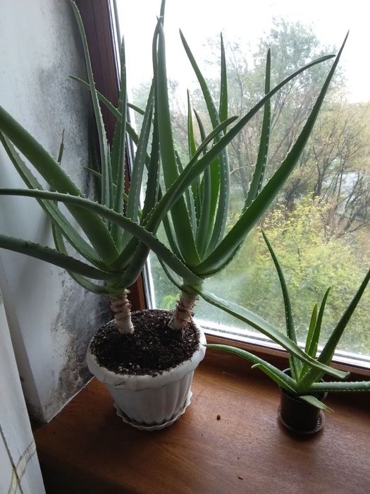 Продам  алоє, авокадо, и другие