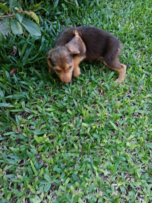 Teckel xx cerdoso macho