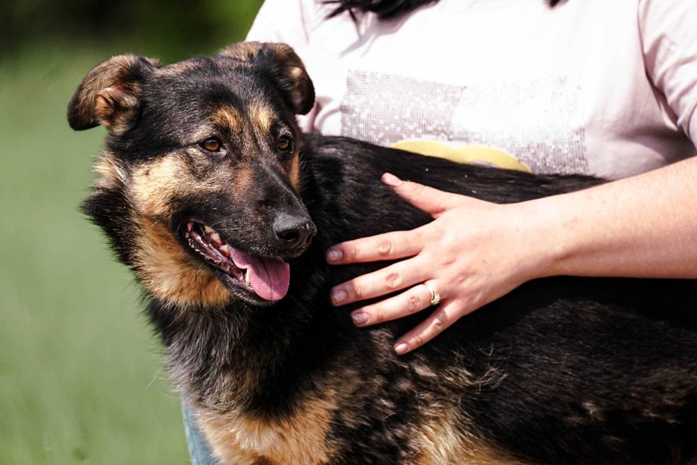 Mewa - śliczna suczka