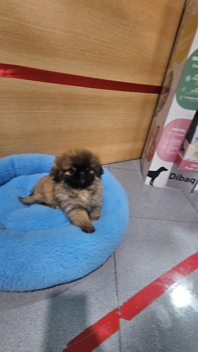 Pequinês fêmea pura