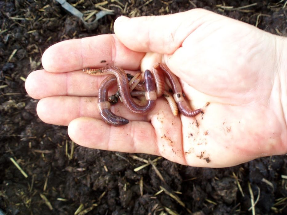 Сім'я червяків дендробена.Червяк . Маточник. Кокони.