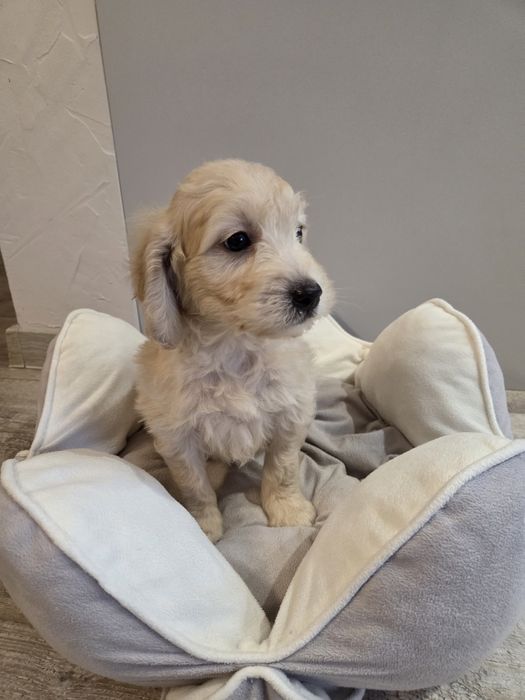 Goldendoodle mini szczeniak piesek