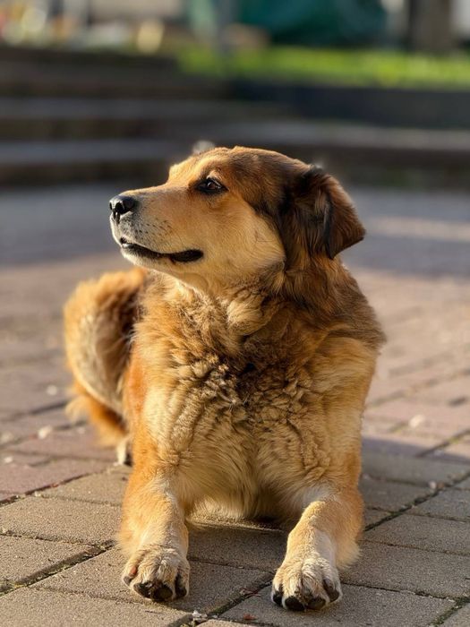 Віддам гарну собачку в хороші руки