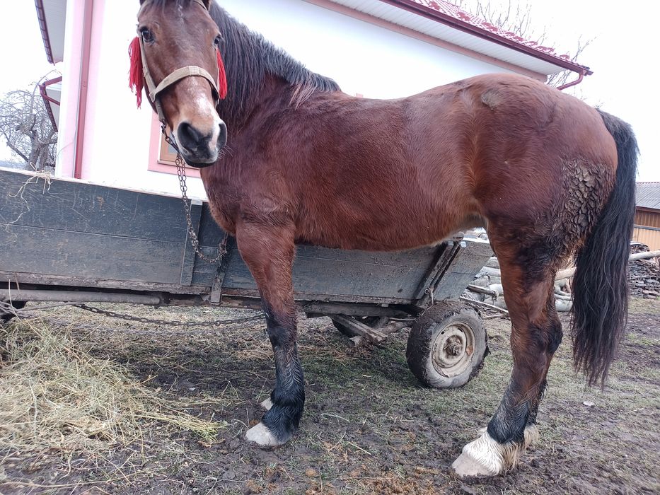 Продам кобилу   .