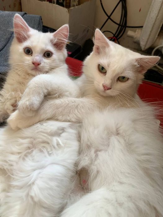 Отдам кота в хорошие руки