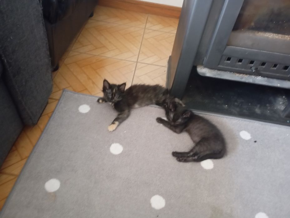 Gata malhada para adoção
