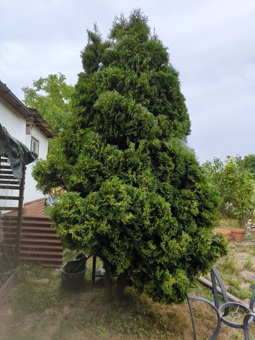 Soliter, drzewo, thuja