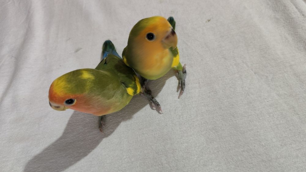 Agapornis super meigos e domesticados