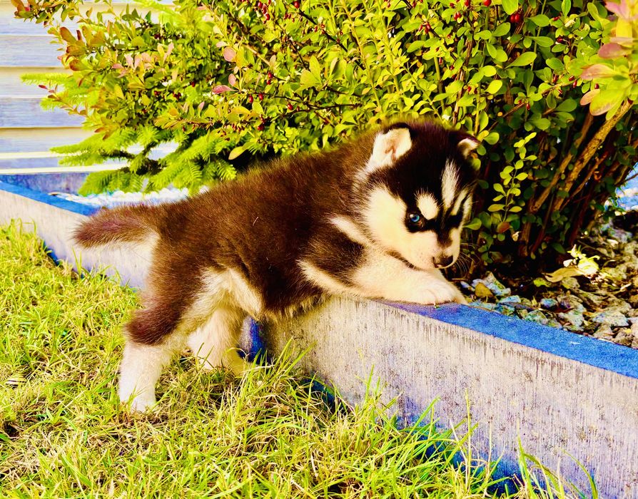 Szczeniak czarno-biały niebieskooki Siberian Husky rodowód ZKwP FCI