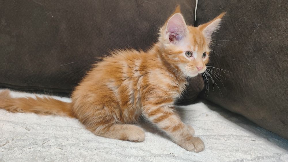 Рыжий красавчик Мейн Кун.