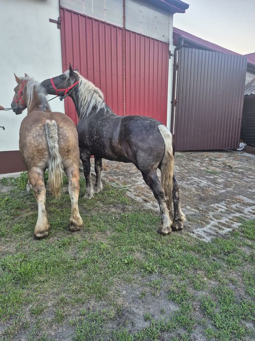 Klacze zimnokrwiste