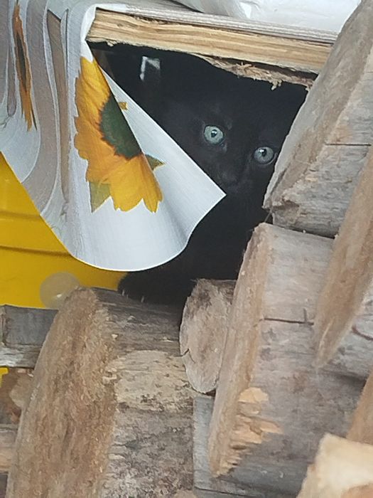 Gatinhos para doar